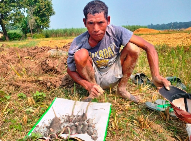 मुसा मार्न व्यस्त थारू समुदाय : मुसाको के-के परिकार बन्छ ?