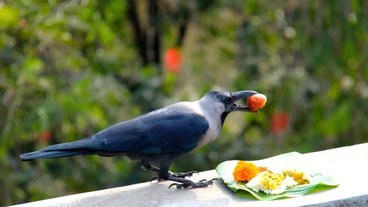 कार्तिक कृष्ण त्रयोदशीः आज काग तिहार