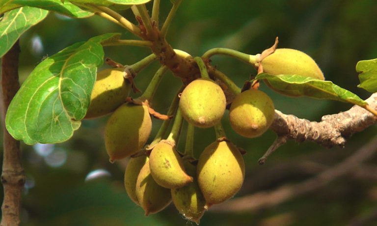 बाँस रोप्ने योजना अलपत्र परिरहँदा चुरेमा चिउरी रोप्न दाता खोज्दै सरकार