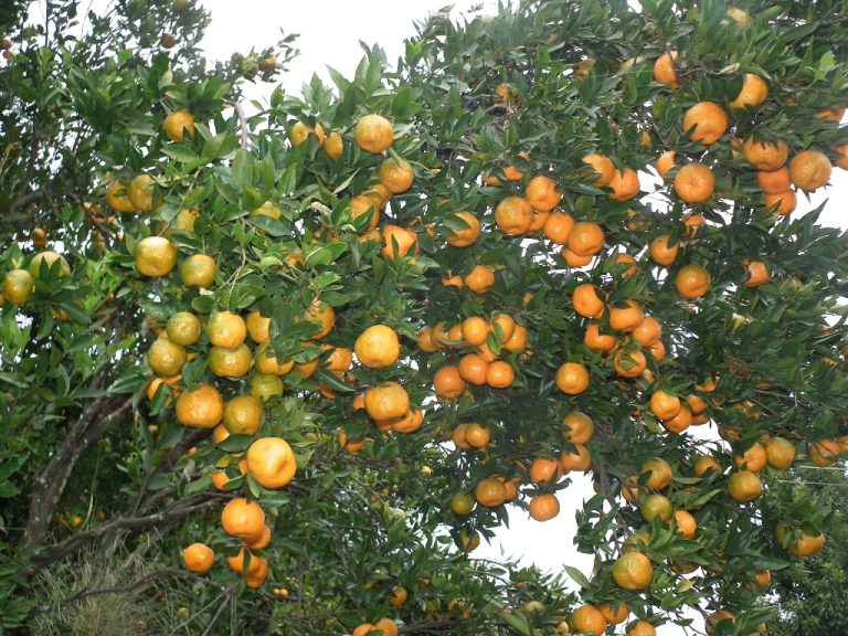 वार्षिक पाँच करोडसम्म सुन्तलाको कारोबार