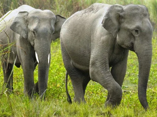 हात्तीबाट जोगाउन ‘एक घर, एक बत्ती अभियान’