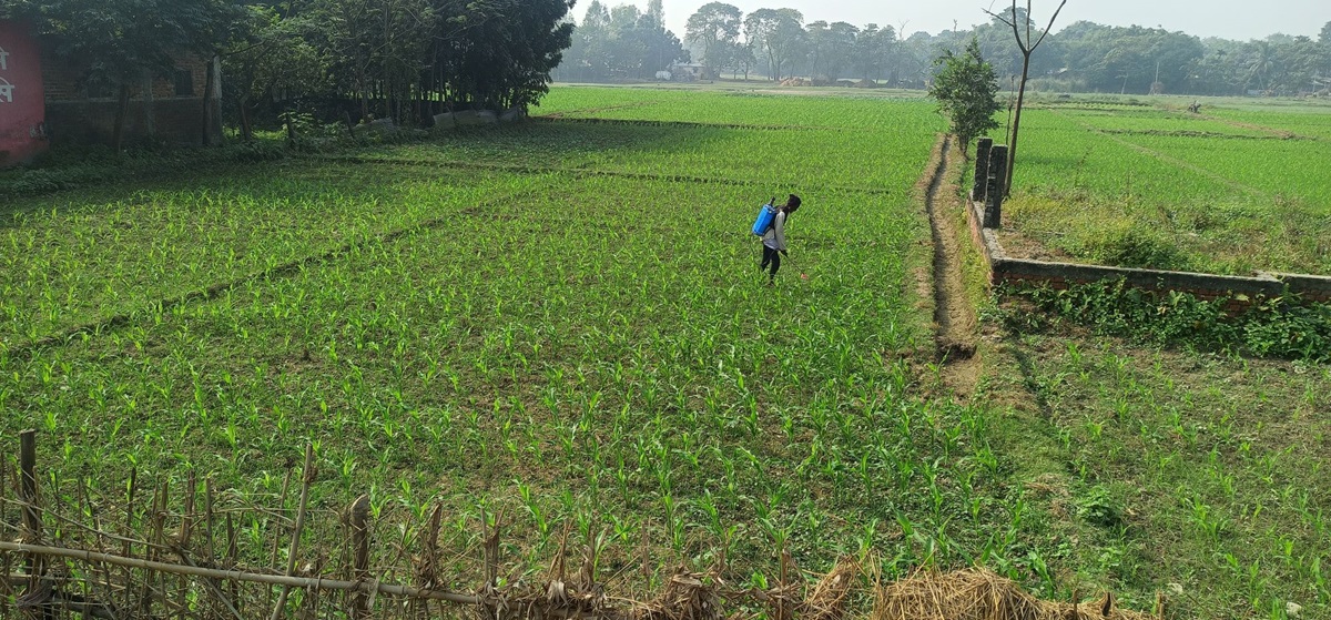 गहुँ भन्दा मकैखेतीमा किसानको आकर्षण