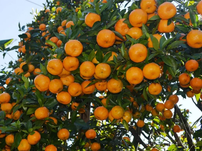 त्रिवेणीका किसान सुन्तला र अलैँचीखेतीमा आकर्षित