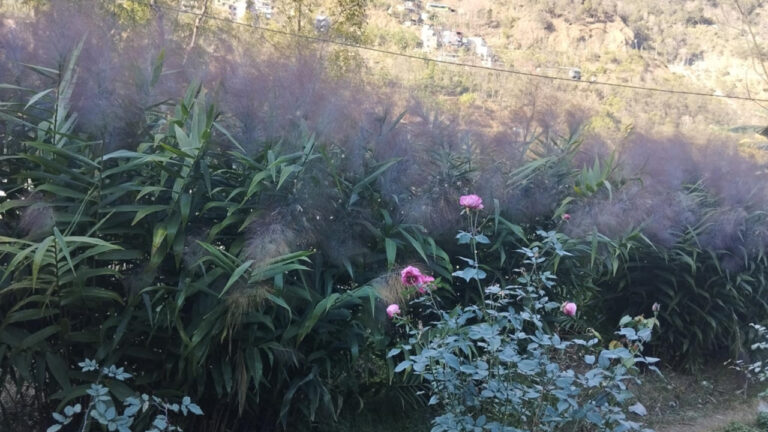 अम्रिसोबाट आम्दानी लिँदै म्याग्दीका किसान