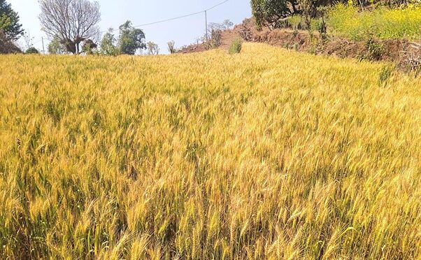 सामूहिक रूपमा गहुँखेती