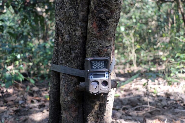 पर्सामा बाघको निगरानी गर्न क्यामेरा ‘ट्रयापिङ’