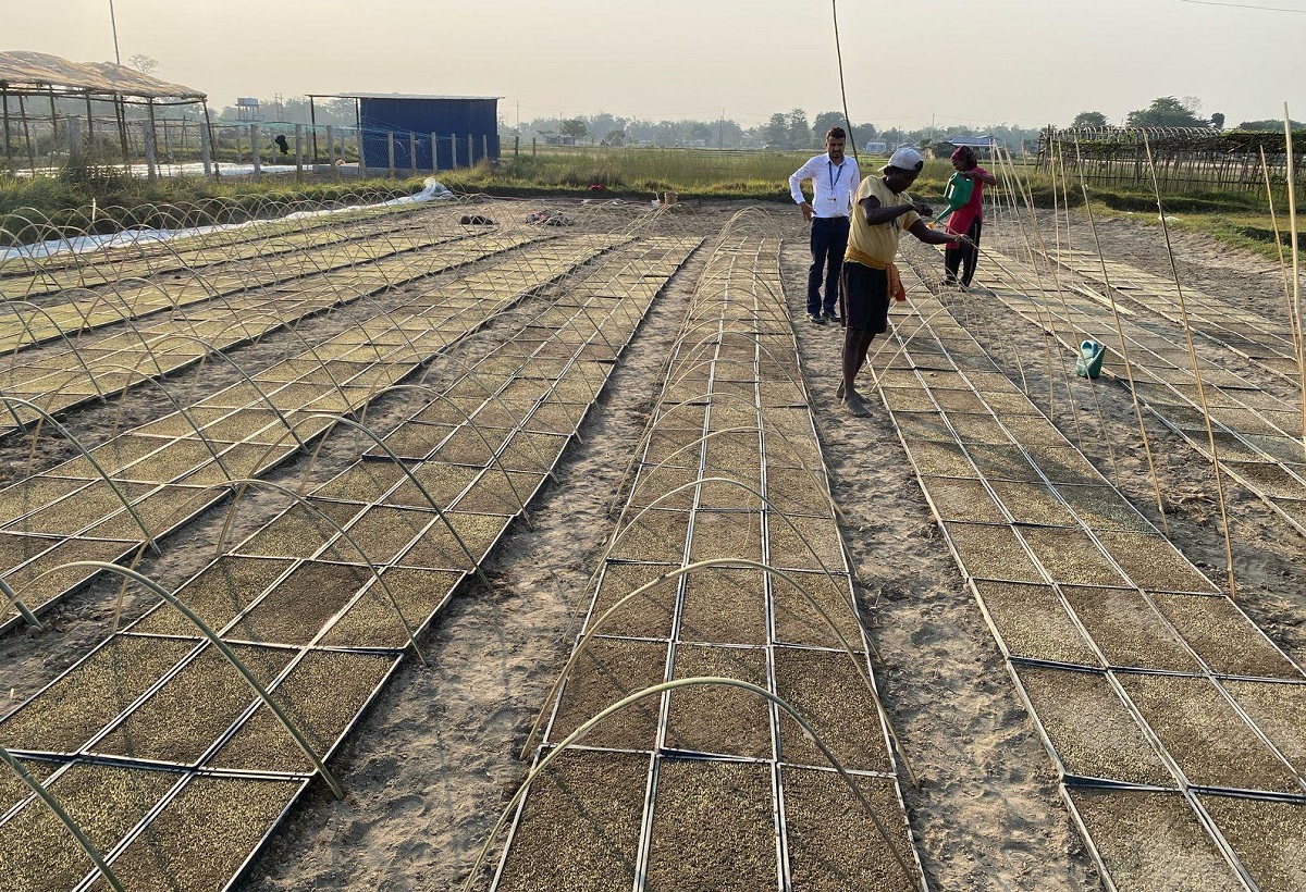 झापामा प्रविधिको प्रयोग गरेर चैते धान रोपिँदै