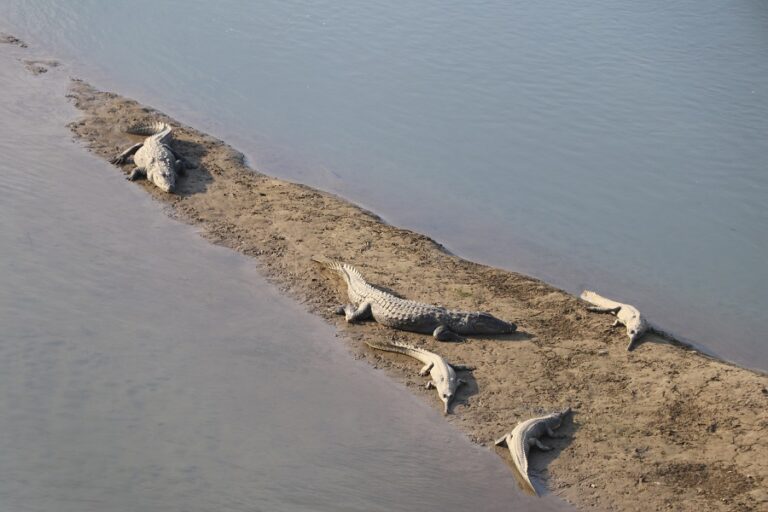 राप्ती नदीमा गोही छाडियो
