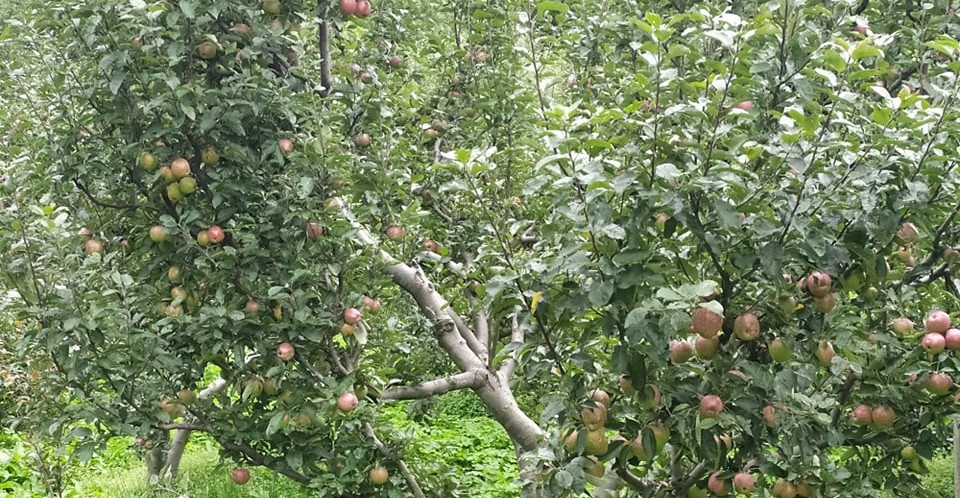 बेमौसमी पानीले मुस्ताङमा स्याउ उत्पादन घट्ने भयो