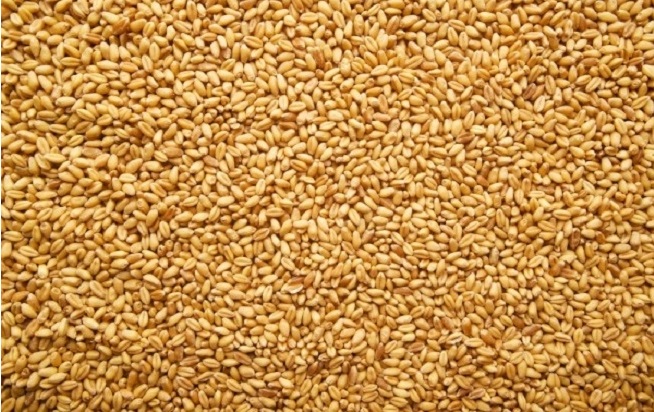 खाद्य व्यवस्था जनकपुरद्वारा गहुँ खरिद सुरु