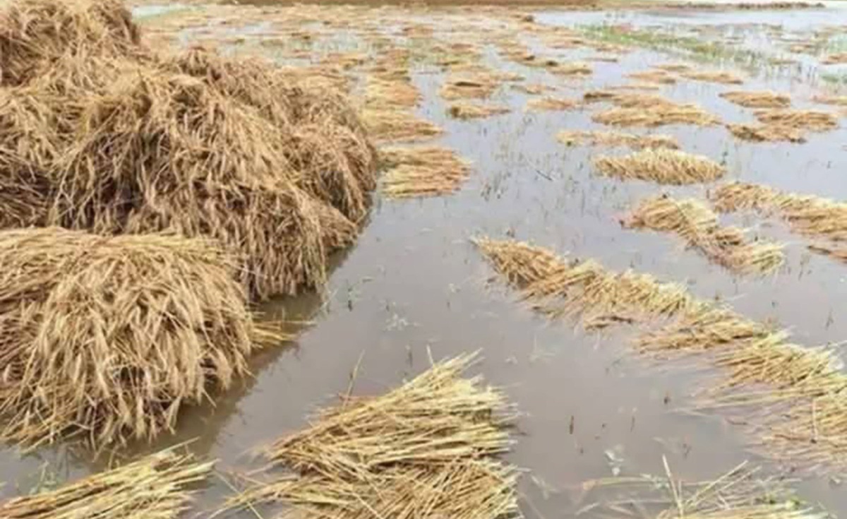 वर्षाले गहुँबालीमा क्षति हुँदा किसान चिन्तित
