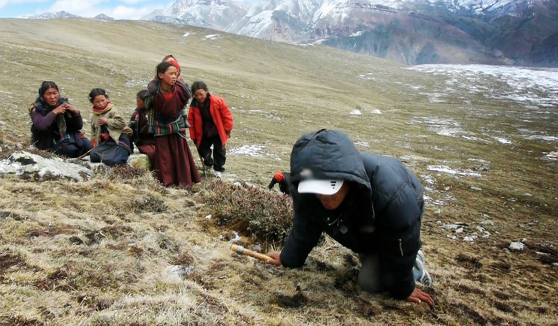 यार्सा खोज्न हिमालतिर उक्लिए चिमखोलावासी