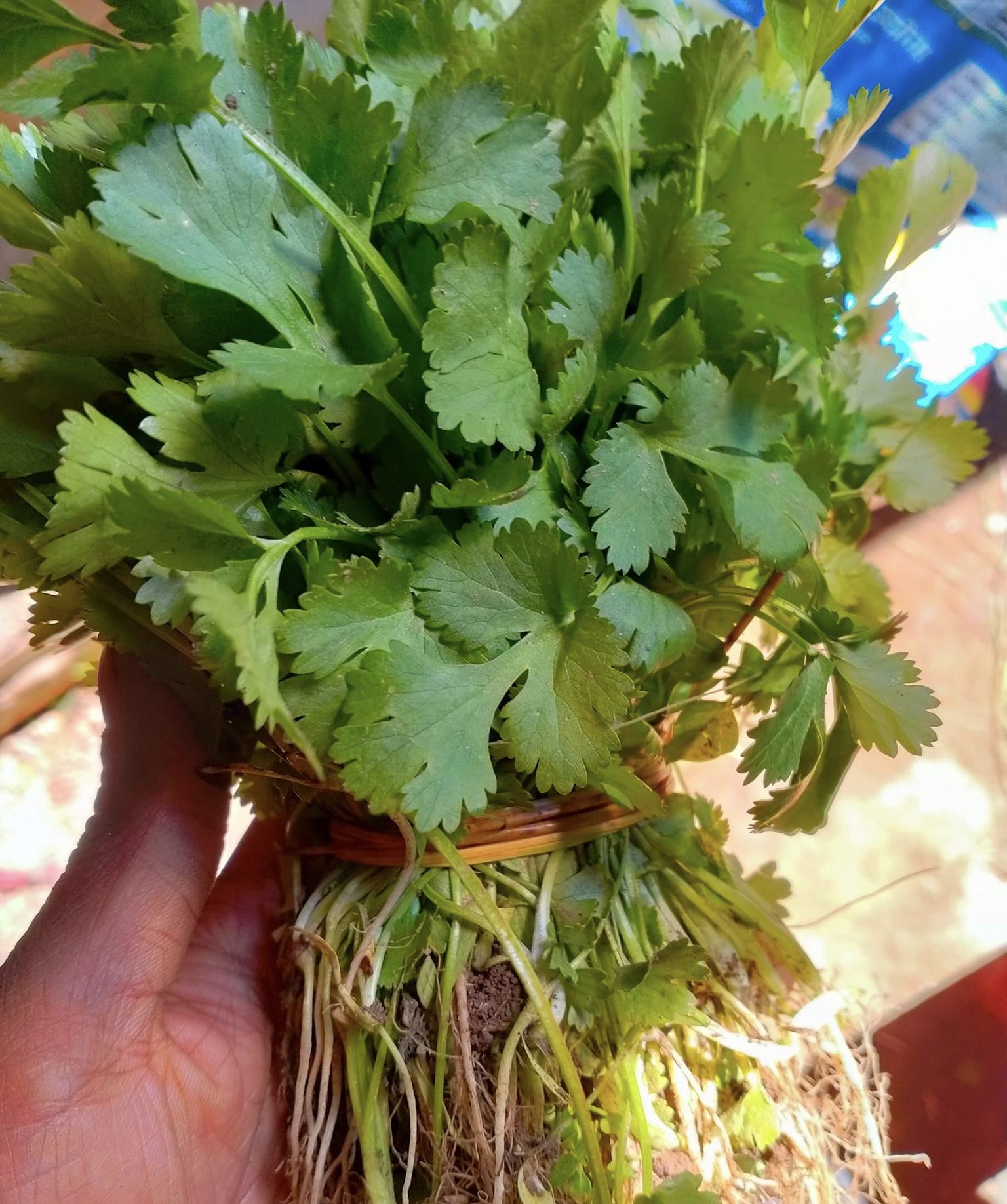 हरियो धनियाँमा भेटियो ९९ प्रतिशत बढी विषादी