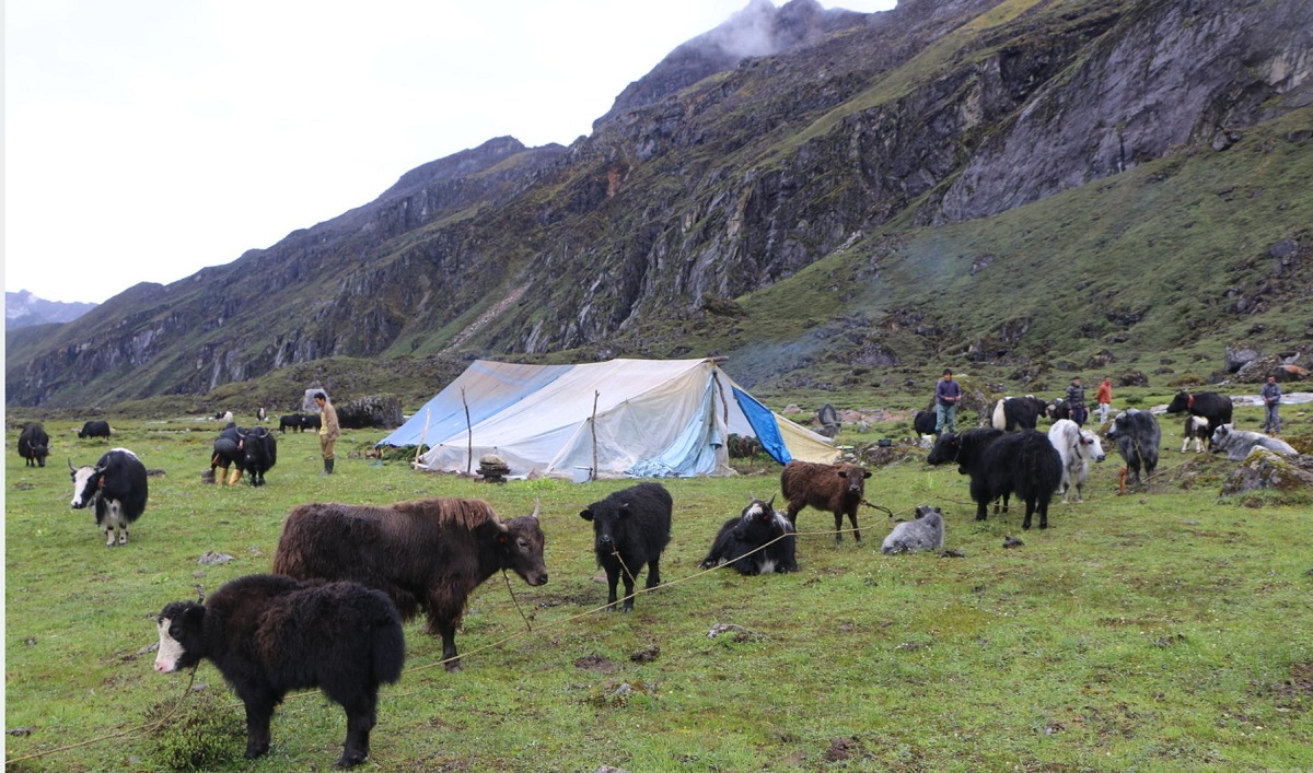 ताप्लेजुङका स्थानीय तह याक प्रवर्द्धनमा जुट्दै
