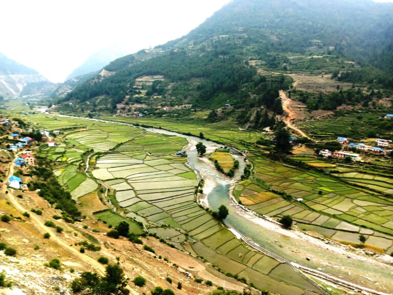 मार्सीधान खेती