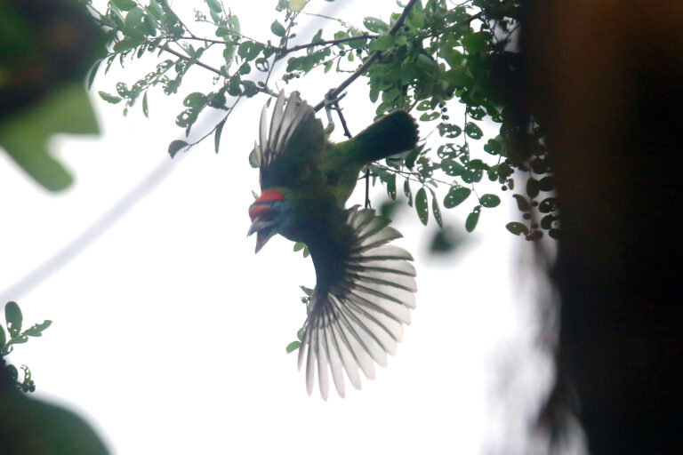 कुथुर्के चरा