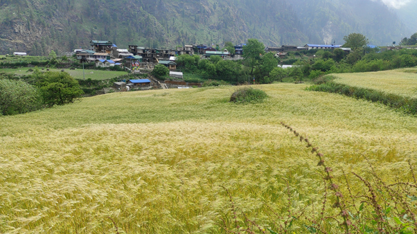 मनाङमा रैथाने बाली उत्पादन घट्दै