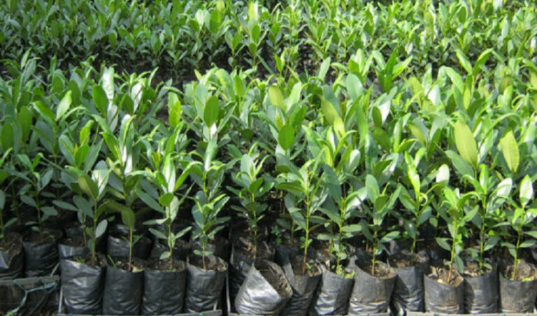 चितवनमा दुई लाख बिरुवा वितरण गरिँदै