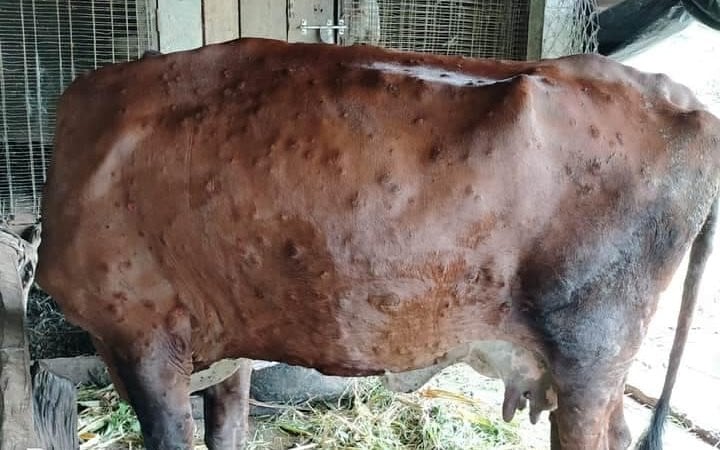 मेचीनगरमा  पशुहरूमा ‘अफ्रिकन स्वाइन फ्लू’ र ‘लम्पी स्किन’को सङ्क्रमण