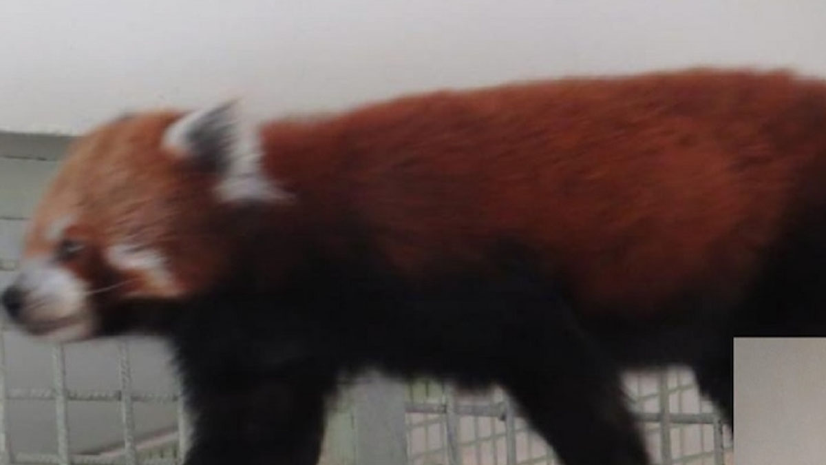 चोरीको प्रयास भएको चिडियाखानाको एक मात्र रेडपाण्डा मर्‍यो