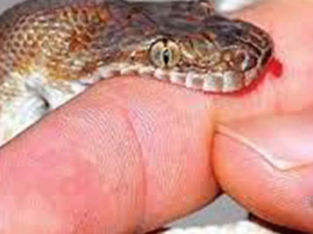 सर्पले टोकेर एक जनाको ज्यान गयो