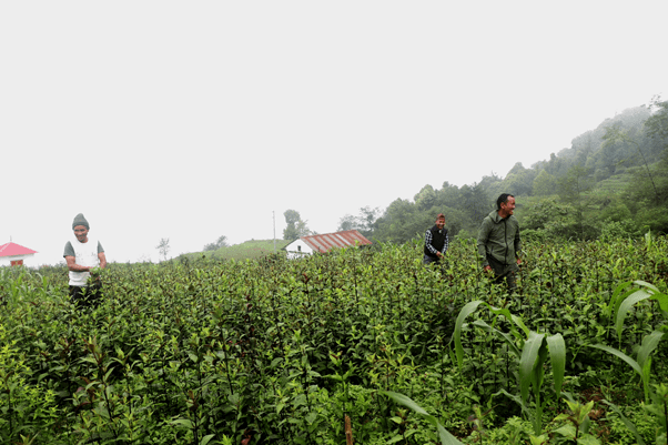 चिराइतो खेतीबाट वार्षिक १२ लाखसम्म आम्दानी