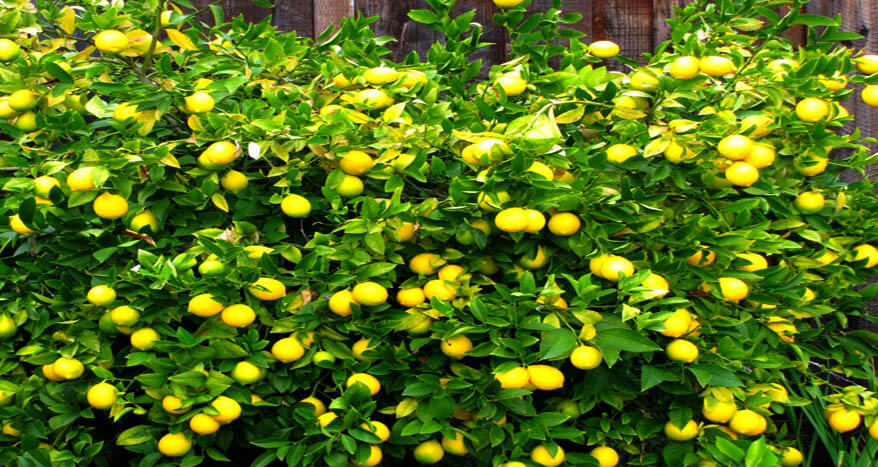 कागती बिक्री नहुँदा किसान समस्यामा