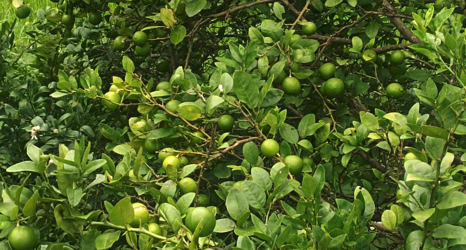 बाहुनडाँगीमा हात्तीको उपद्रो रोक्न कागती खेती