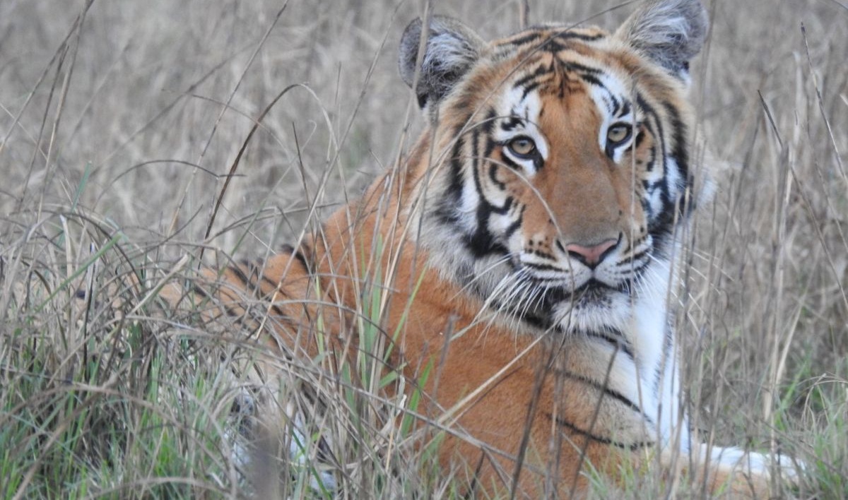 शुक्लाफाँटा&hellip;