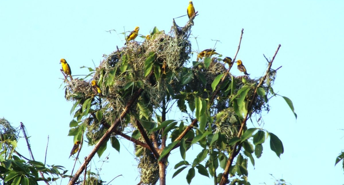 शुक्लाफाँटा राष्ट्रिय निकुञ्जमा दुर्लभ सुनौलो तोपचराको सङ्ख्या घट्यो