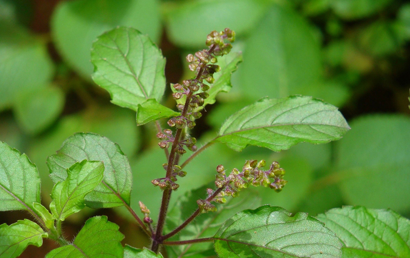 आज आषाढ शुक्ल एकादशी: तुलसीको बिरुवा सारिँदै